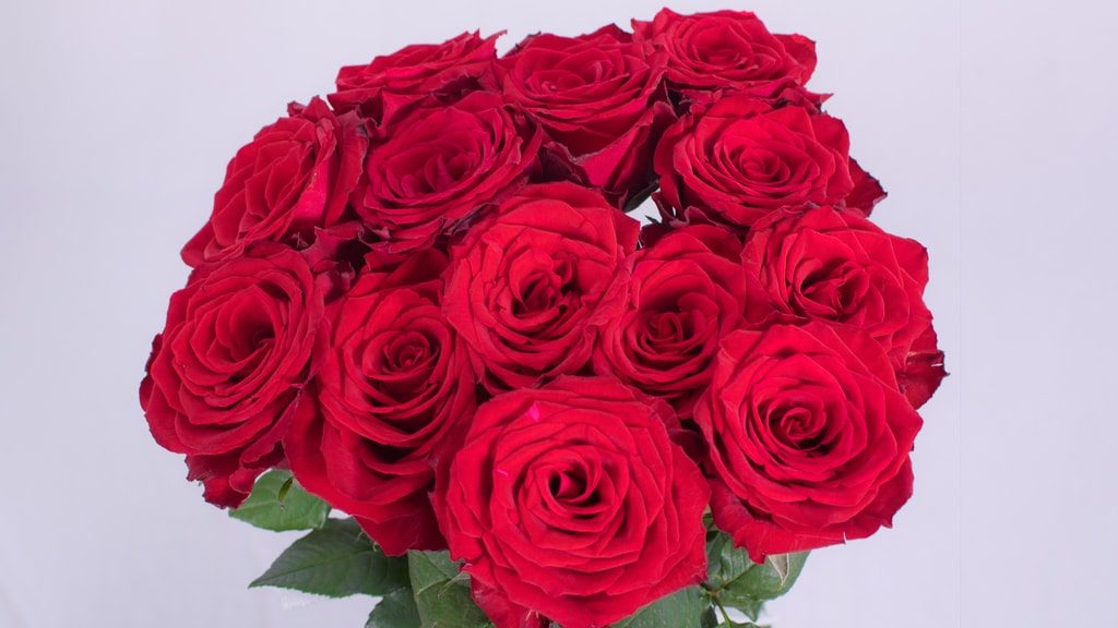 Madam Red – Bloomingdale Roses (K) Limited