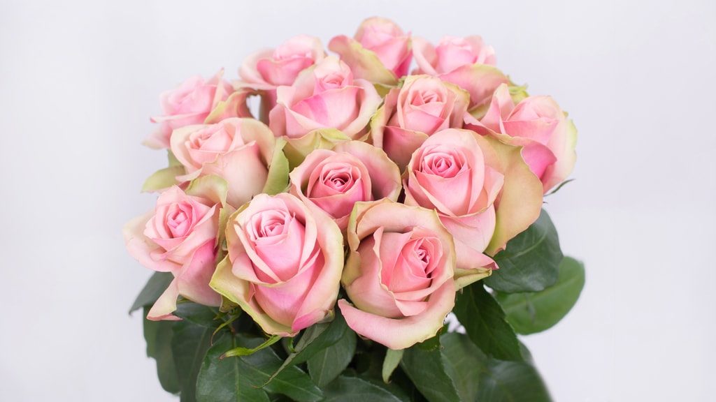 Belle Rose – Bloomingdale Roses (K) Limited
