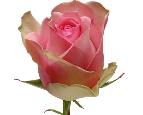 Belle Rose